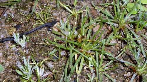 Littorella uniflora, photograph 5