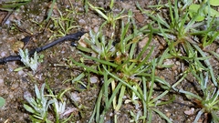 author not stated, no rights reserved Littorella uniflora, photograph author not stated, no rights reserved