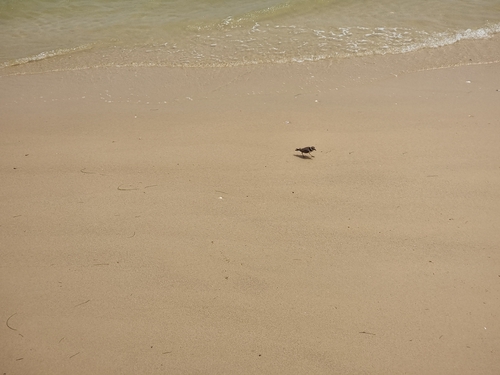Common Ringed Plover