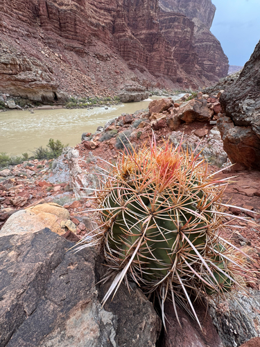 Grand Canyon Cottontop Cactus
