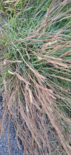 Sea Plantain