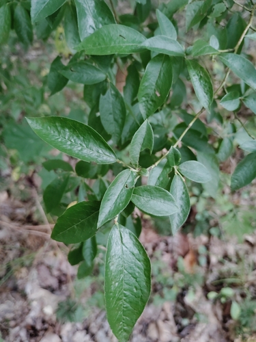 Northern highbush blueberry