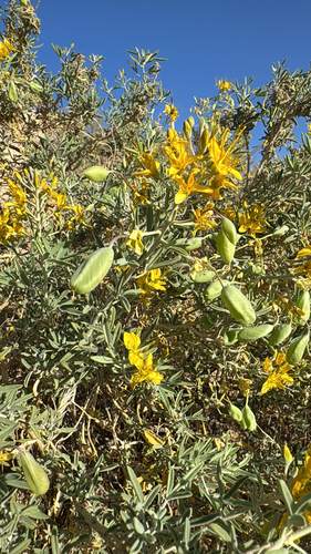 Bladderpod