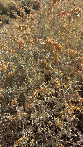 Atriplex lentiformis, photograph 2