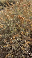 Atriplex lentiformis, photograph (c) Gregory Wada, some rights reserved (CC BY)