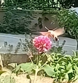 Eurasian Hummingbird Hawkmoth