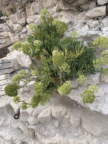 rock samphire