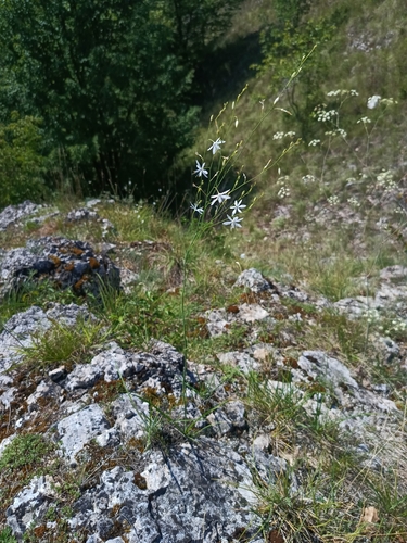 Anthericum ramosum, photograph 5