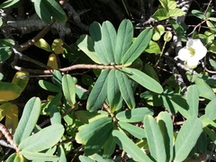 Euphorbia celastroides