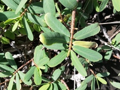 Euphorbia celastroides