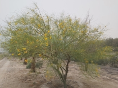 Parkinsonia aculeata