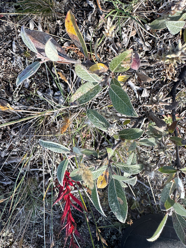 Salix glauca, photograph 6