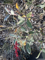 Salix glauca, photograph (c) Ida B D Jacobsen, some rights reserved (CC BY)