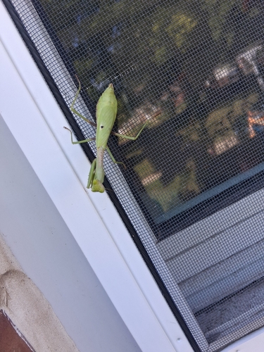 Carolina Mantis