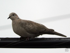 Streptopelia decaocto