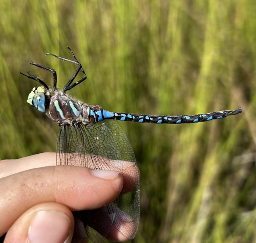 Paddle-tailed Darner