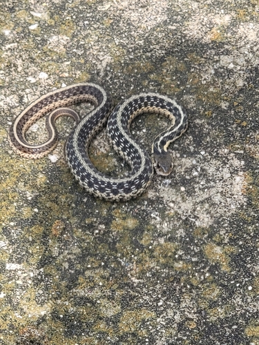 Eastern Garter Snake