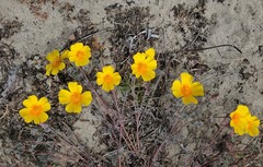 Eschscholzia californica maritima