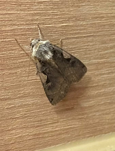 Setaceous Hebrew Character