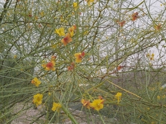 Parkinsonia aculeata