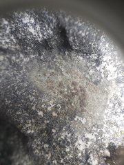 Protoblastenia rupestris