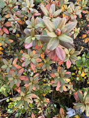 (c) Ida B D Jacobsen, some rights reserved (CC BY) Rhododendron lapponicum, photograph (c) Ida B D Jacobsen, some rights reserved (CC BY)