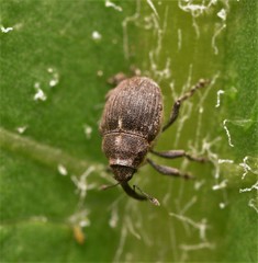 Glocianus