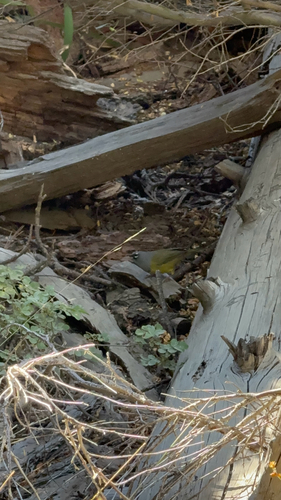 iNaturalist observation photo of MacGillivray's Warbler