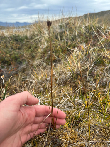 Juncus castaneus, photograph 2