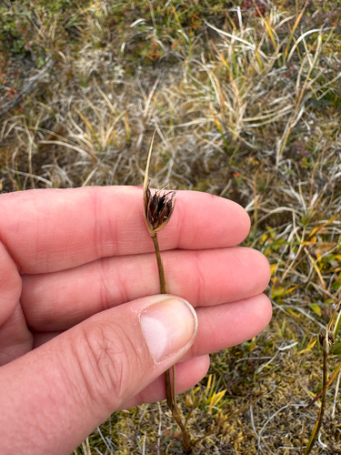Juncus castaneus