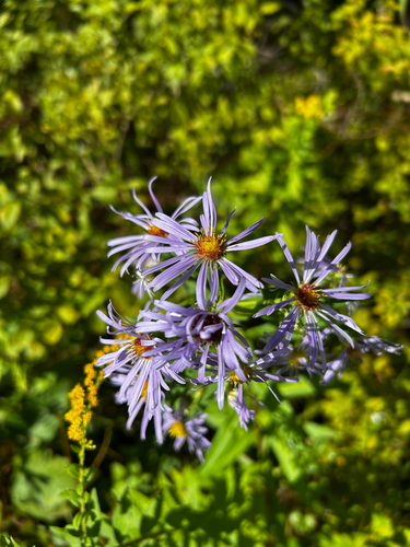 swamp aster