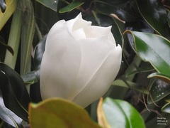 Magnolia grandiflora