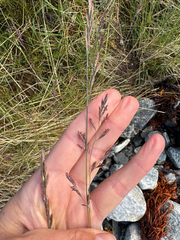Festuca rubra, photograph (c) Ida B D Jacobsen, some rights reserved (CC BY)