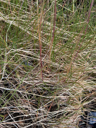 Festuca rubra