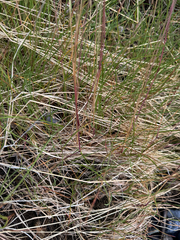 Festuca rubra