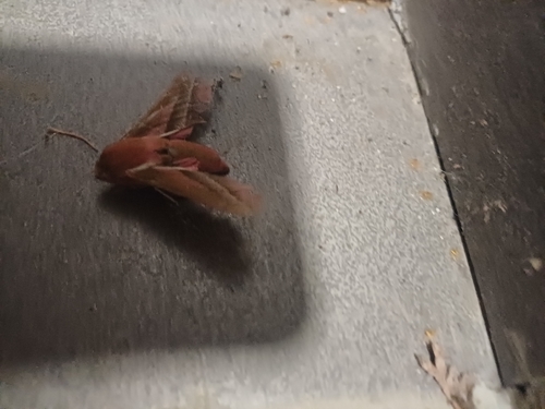 Elephant Hawkmoth