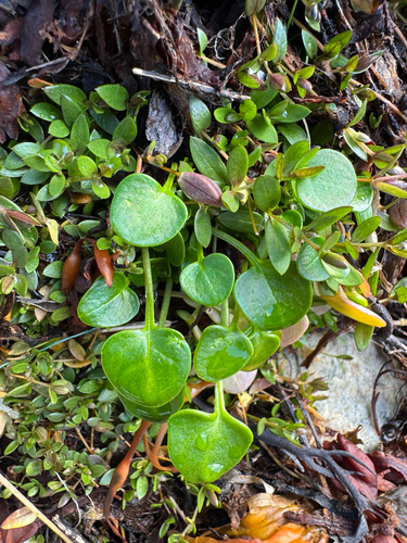 Cochlearia groenlandica