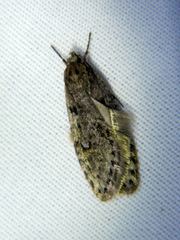 Semioscopis inornata