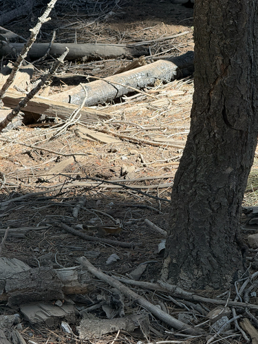 iNaturalist observation photo of Lodgepole Chipmunk