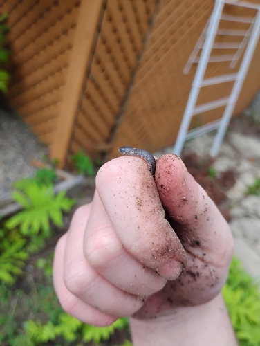 Northern Redbelly Snake