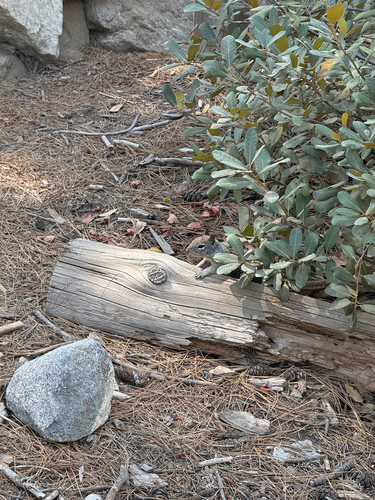 iNaturalist observation photo of California Ground Squirrel
