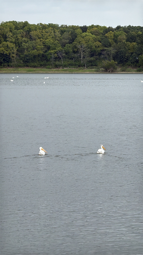 American White Pelican