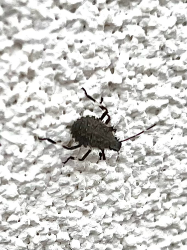 Brown Marmorated Stink Bug