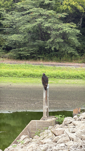Turkey Vulture