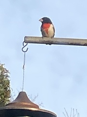 Pheucticus ludovicianus