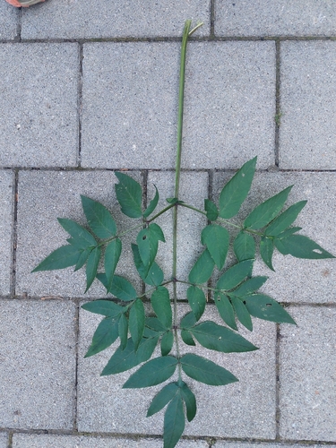 Wild Angelica
