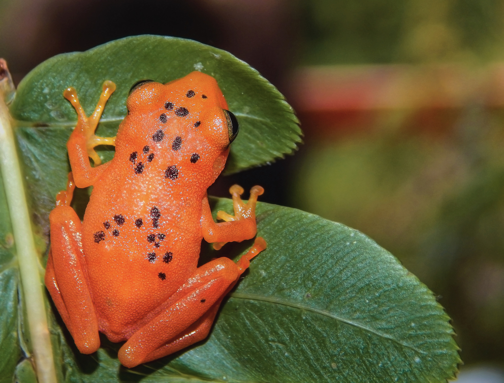 Rain and Robber Frogs