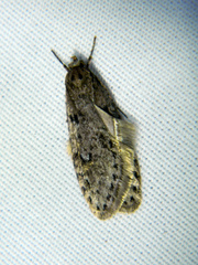 Semioscopis inornata