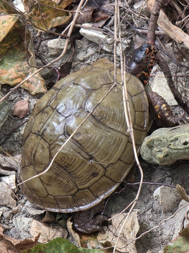Three-toed Box Turtle