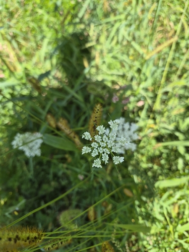 wild carrot